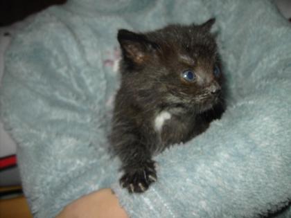 Kleiner Kater Moritz sucht neues Zuhause