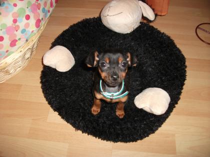 Mini-Rehpinscher-Welpe