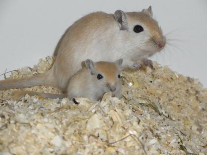 Bildschöne Rennmäuse vom Clan of little Runners warten auf dich