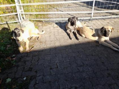VERKAUFE fünf MONATE alte HERDENSCHUTZ HUNDE KANGAL