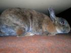 Zwergkaninchen Rex-Satinfell weiblich 8 Monate alt geimpft Käfig und Häuschen