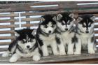 Süße Huskybabys abzugeben.