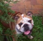 Kleine Dicke Englische Bulldogge sucht neues zu Hause mit viel Liebe