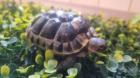 Maurische Landschildkröte