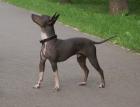 American Hairless Terrier Welpen Nackthund