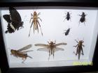 Zu verkaufen ein setzkasten mit präparierten insekten