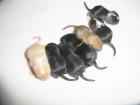 Süße Rennmäuse Gerbils vom Clan of little runners suchen dich