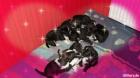 Husky- Dalmatiner Welpen